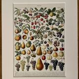 Lithograph on fruits - 1930