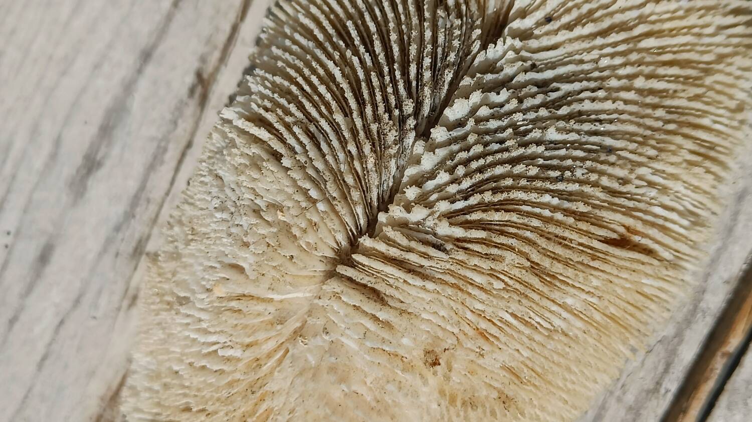 Vintage coral fungia