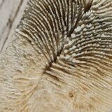 Vintage coral fungia