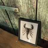 Scorpion naturalisé sous verre