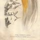 Antique engraving 1849 - Bird of Paradise by E.Travies