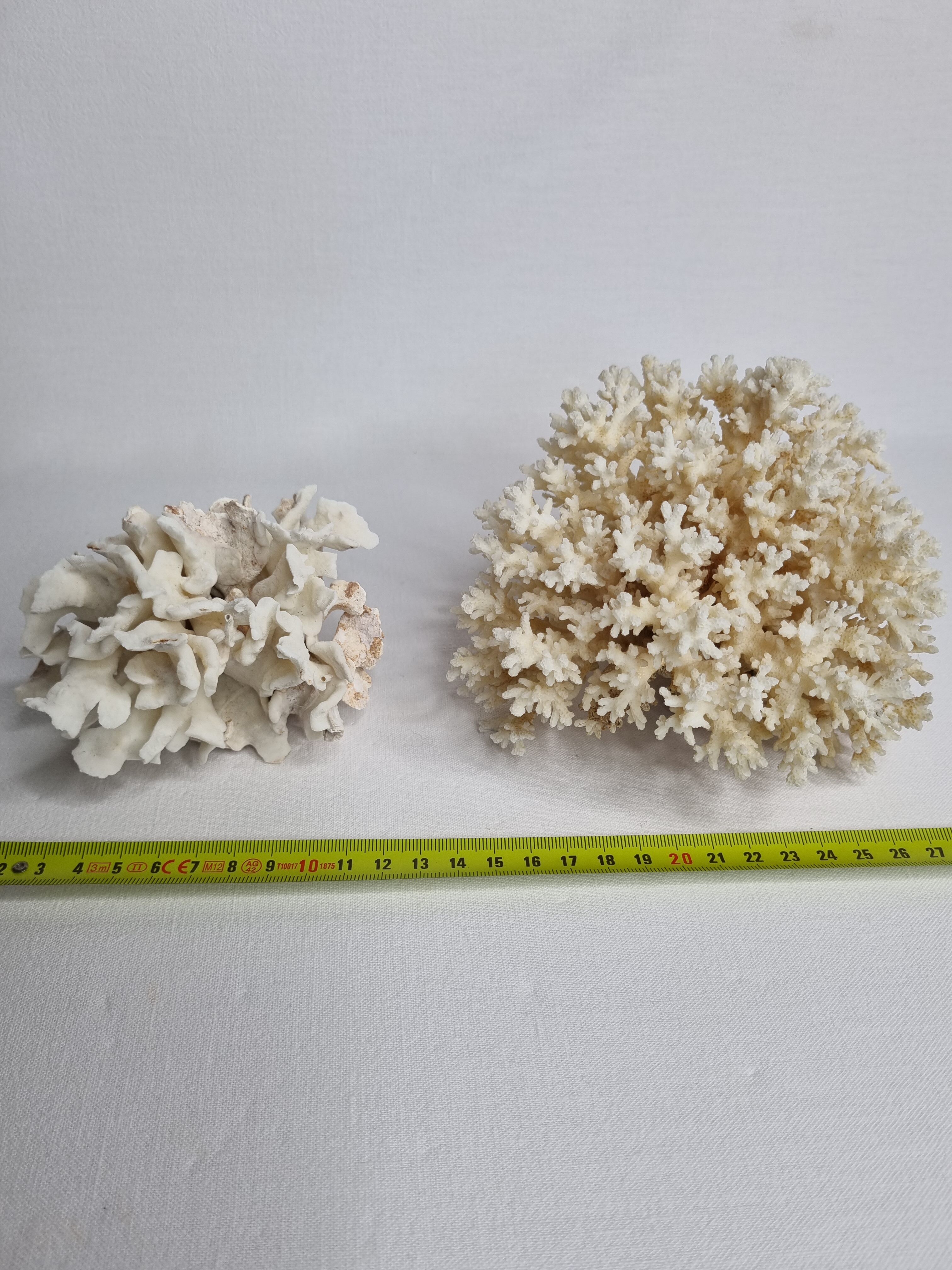 Set of two ancient white corals to lay