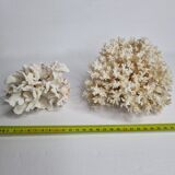 Set of two ancient white corals to lay