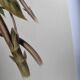 Illustration nature - Toucan Azarae - par Gould - planche jungle