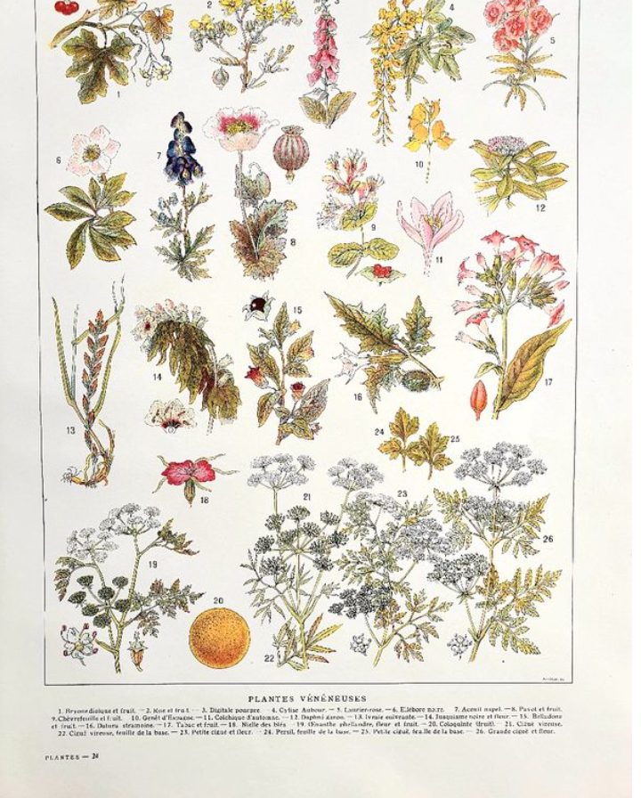 Ancient botanical board 20s Poisonous