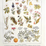 Ancienne planche botanique années 20 Vénéneuses