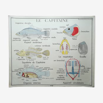 Affiche pédagogique Rossignol "Le capitaine et les serpents" vintage.