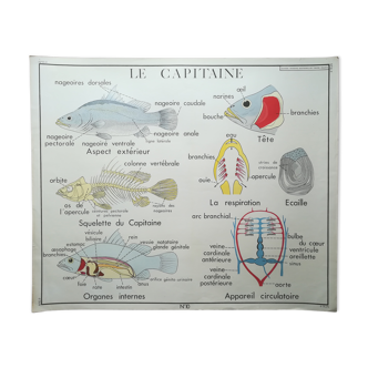 Rossignol pedagogical poster "The Captain and the Snakes" vintage.