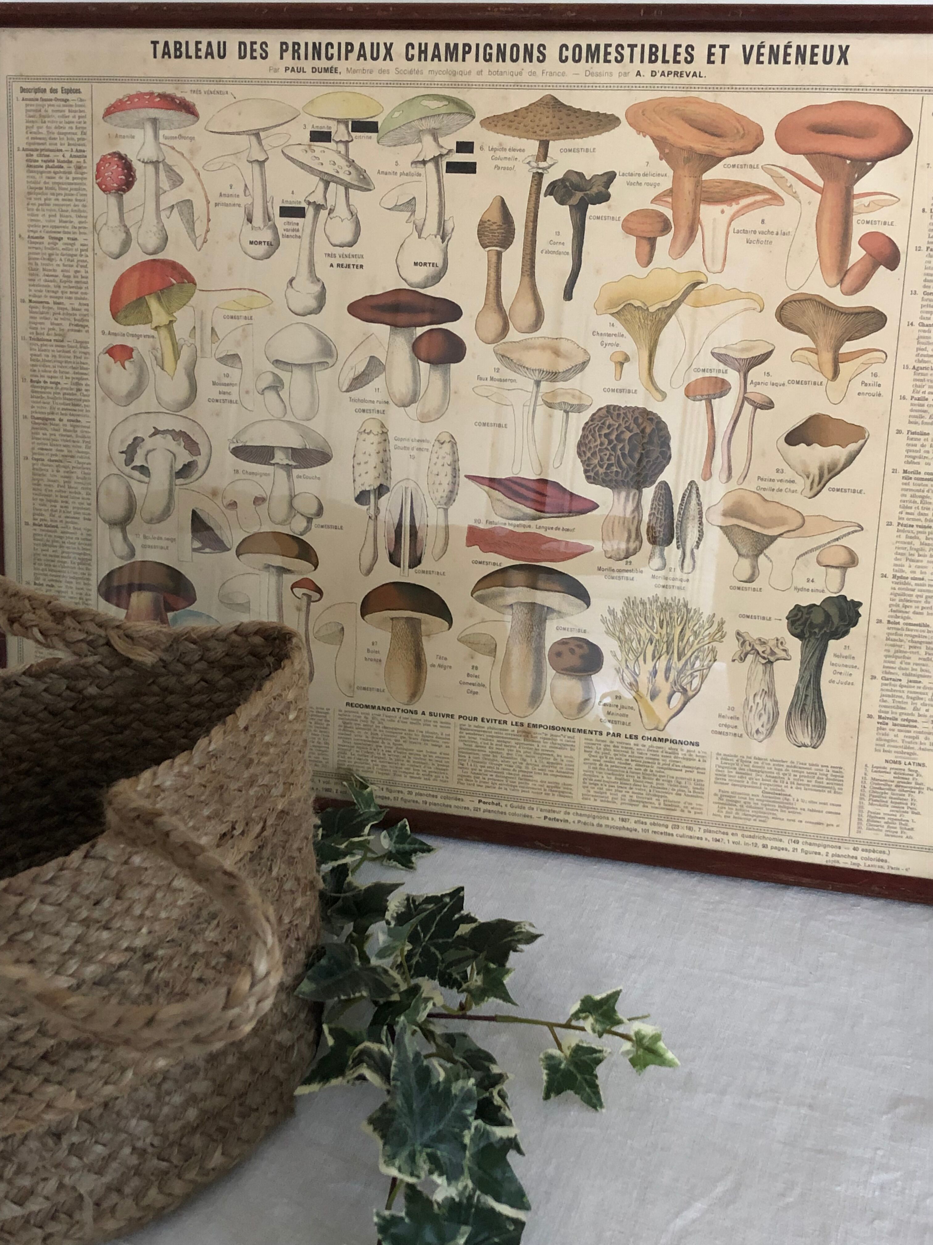 Botanical poster "Edible and poisonous mushrooms"