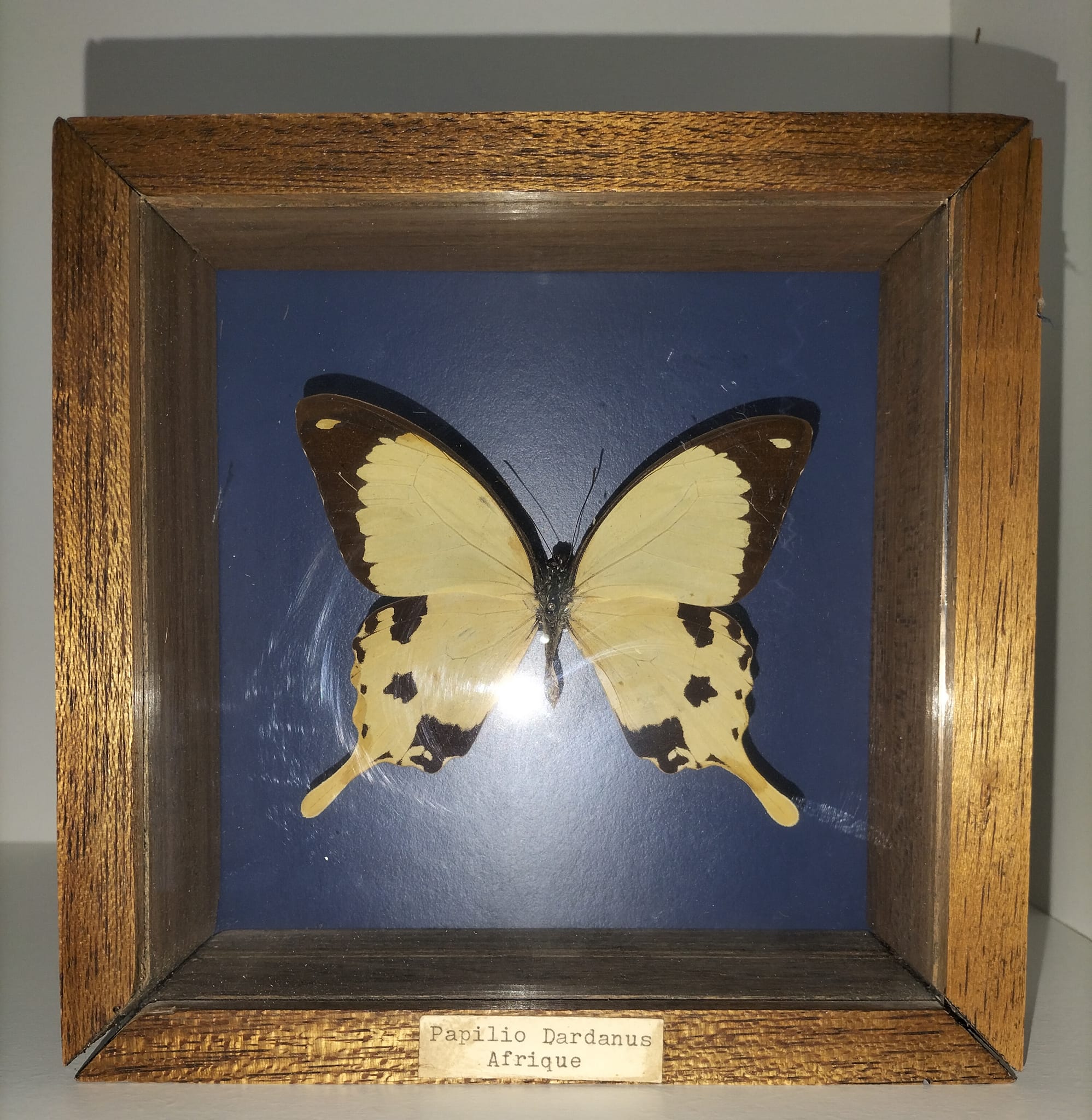 Butterfly frame Dardanus Central Africa
