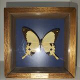 Butterfly frame Dardanus Central Africa