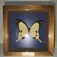 Cadre papillon Dardanus Afrique centrale