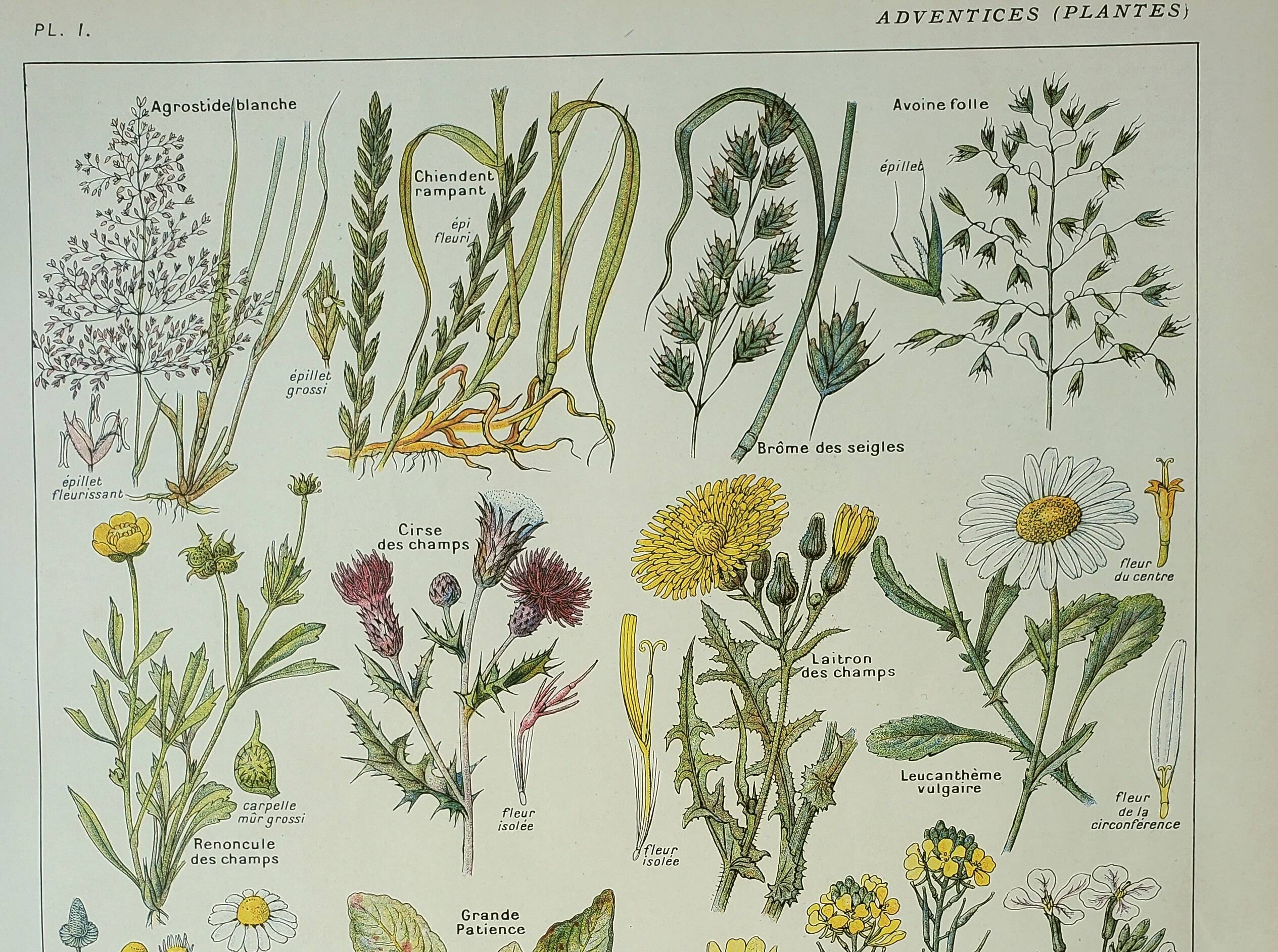 Old engraving 1922, Weeds, flowers, plants, botany • Lithograph, Original plate