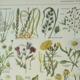 Old engraving 1922, Weeds, flowers, plants, botany • Lithograph, Original plate