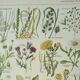 Old engraving 1922, Weeds, flowers, plants, botany • Lithograph, Original plate