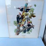 Tableau sous verre avec illustration oiseaux