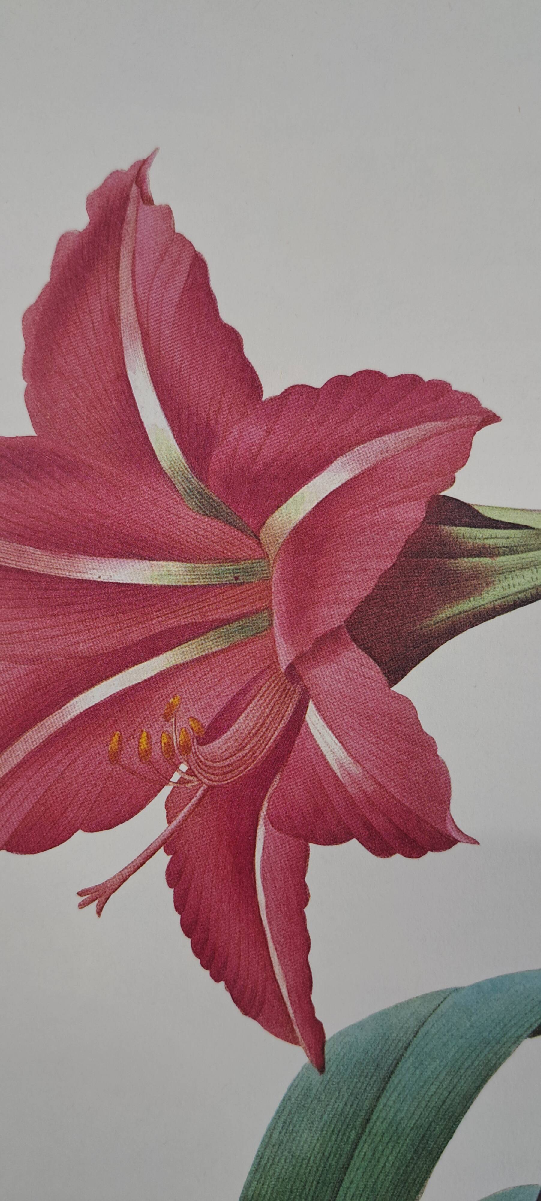 Amaryllis brésilienne