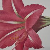Amaryllis brésilienne