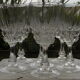 Set of 6 crystal water glasses from arques, pompadour model