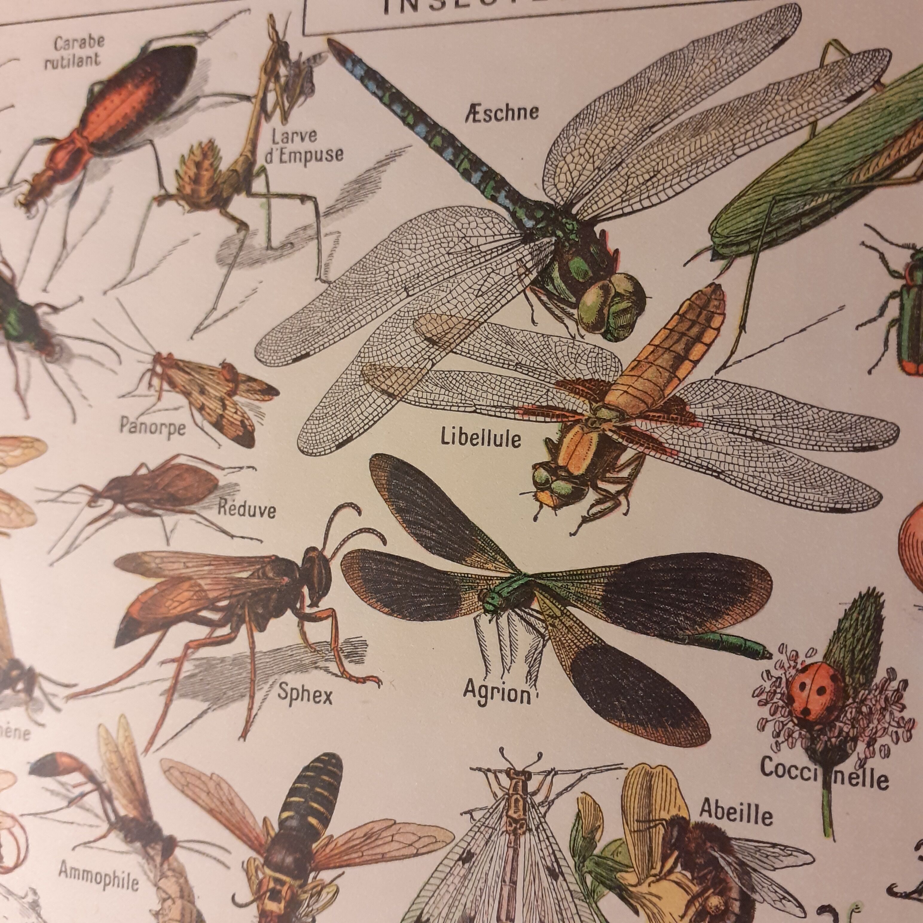 Lithographie sur les insectes de 1922