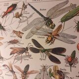 Lithographie sur les insectes de 1922