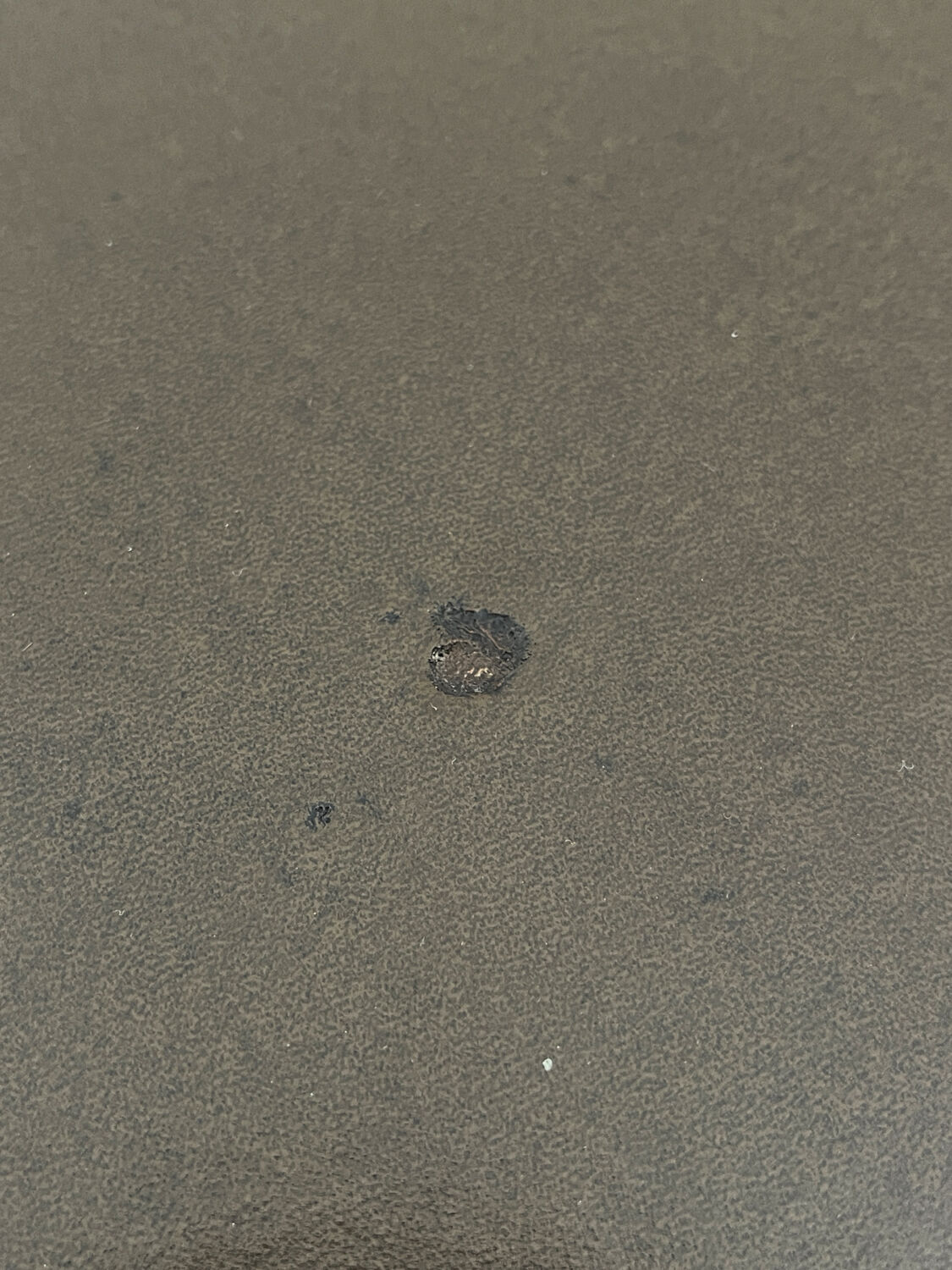 Mondor stool by Baumann vintage with compass legs