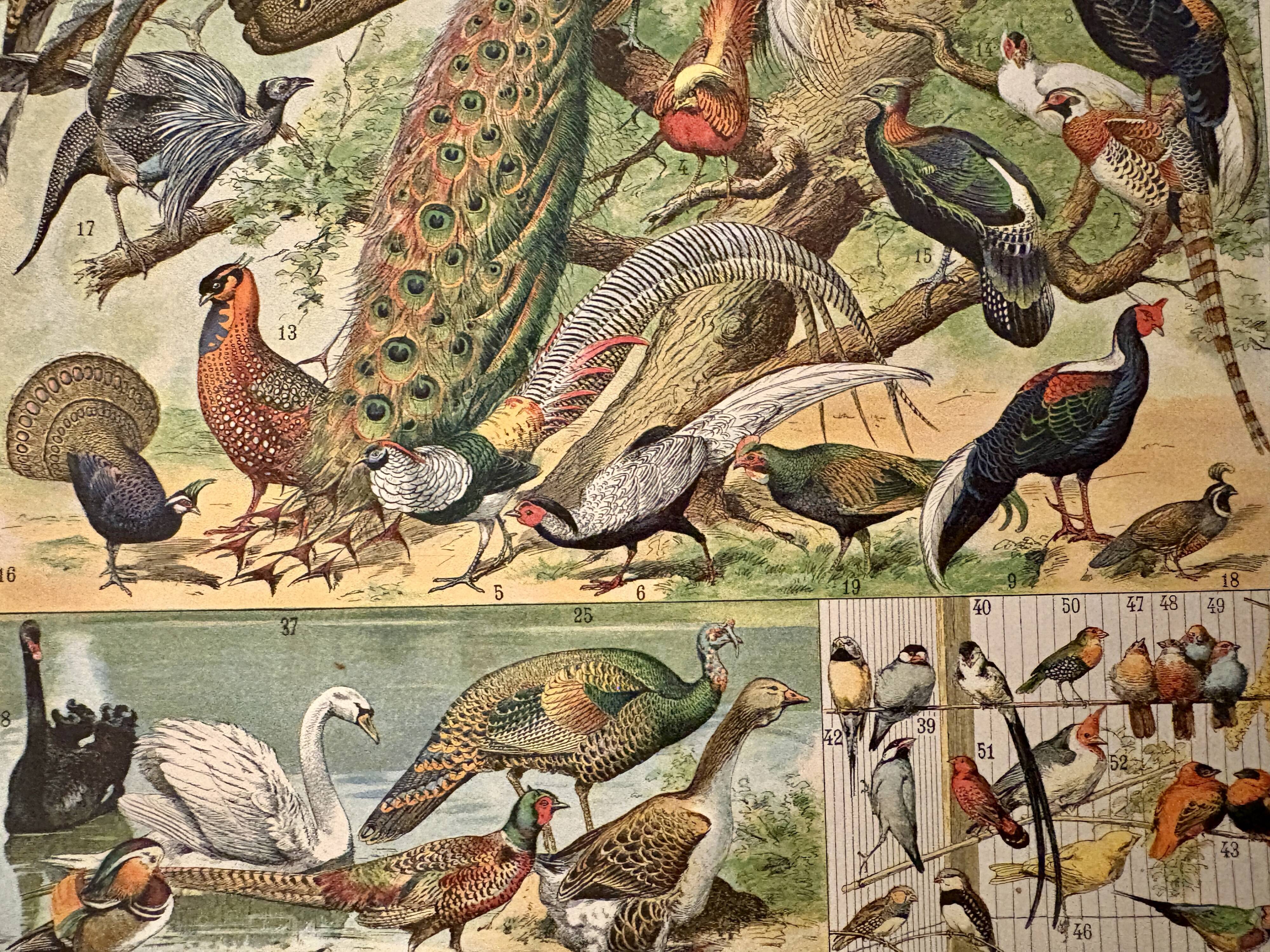 Lithographie sur les oiseaux, paon - 1900