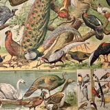 Lithograph of birds, peacock - 1900