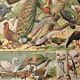 Lithograph of birds, peacock - 1900