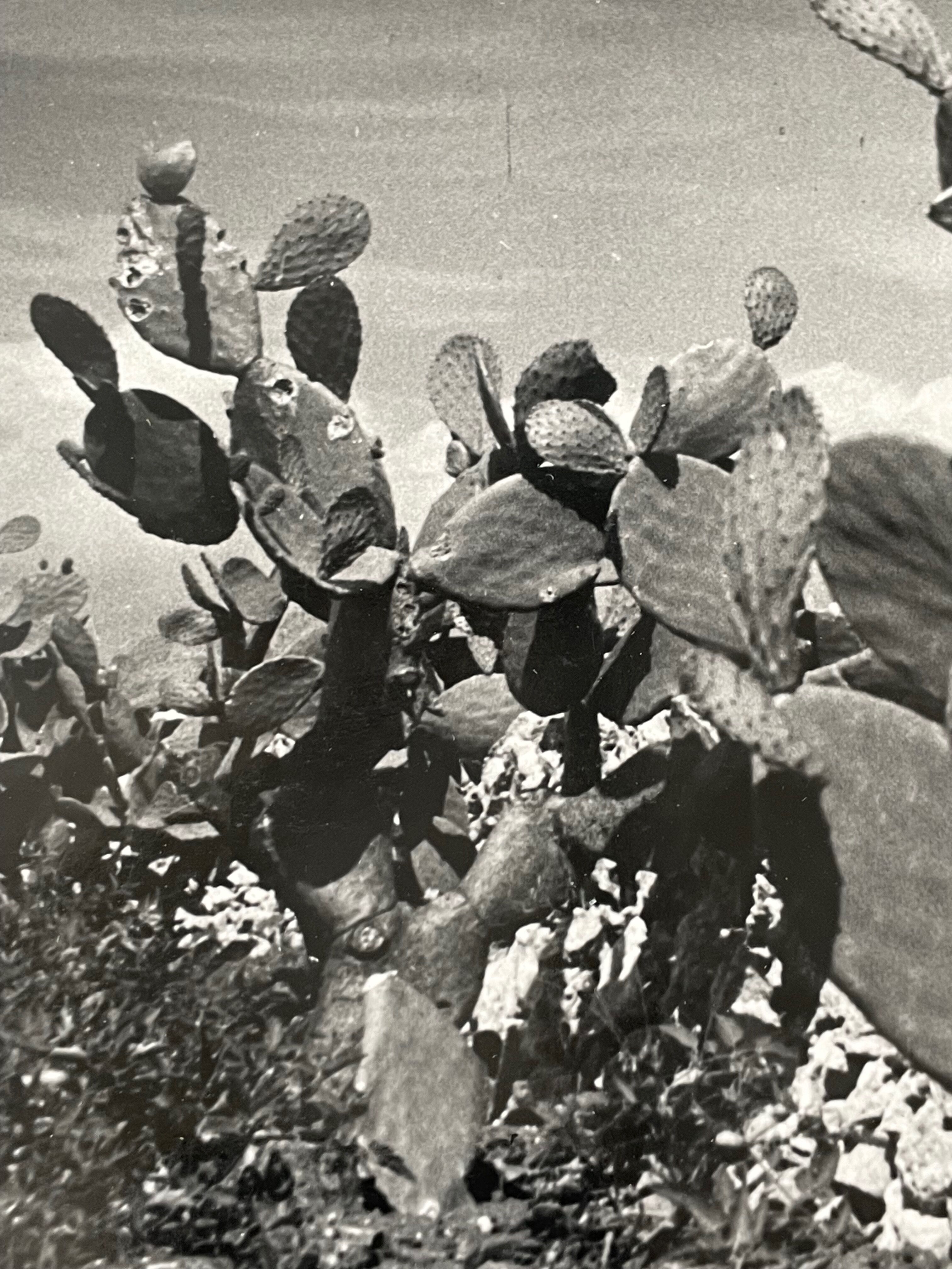 Old black and white silver photography early twentieth century