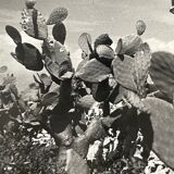 Photographie ancienne noir et blanc argentique début XXe