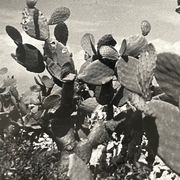 Photographie ancienne noir et blanc argentique début XXe