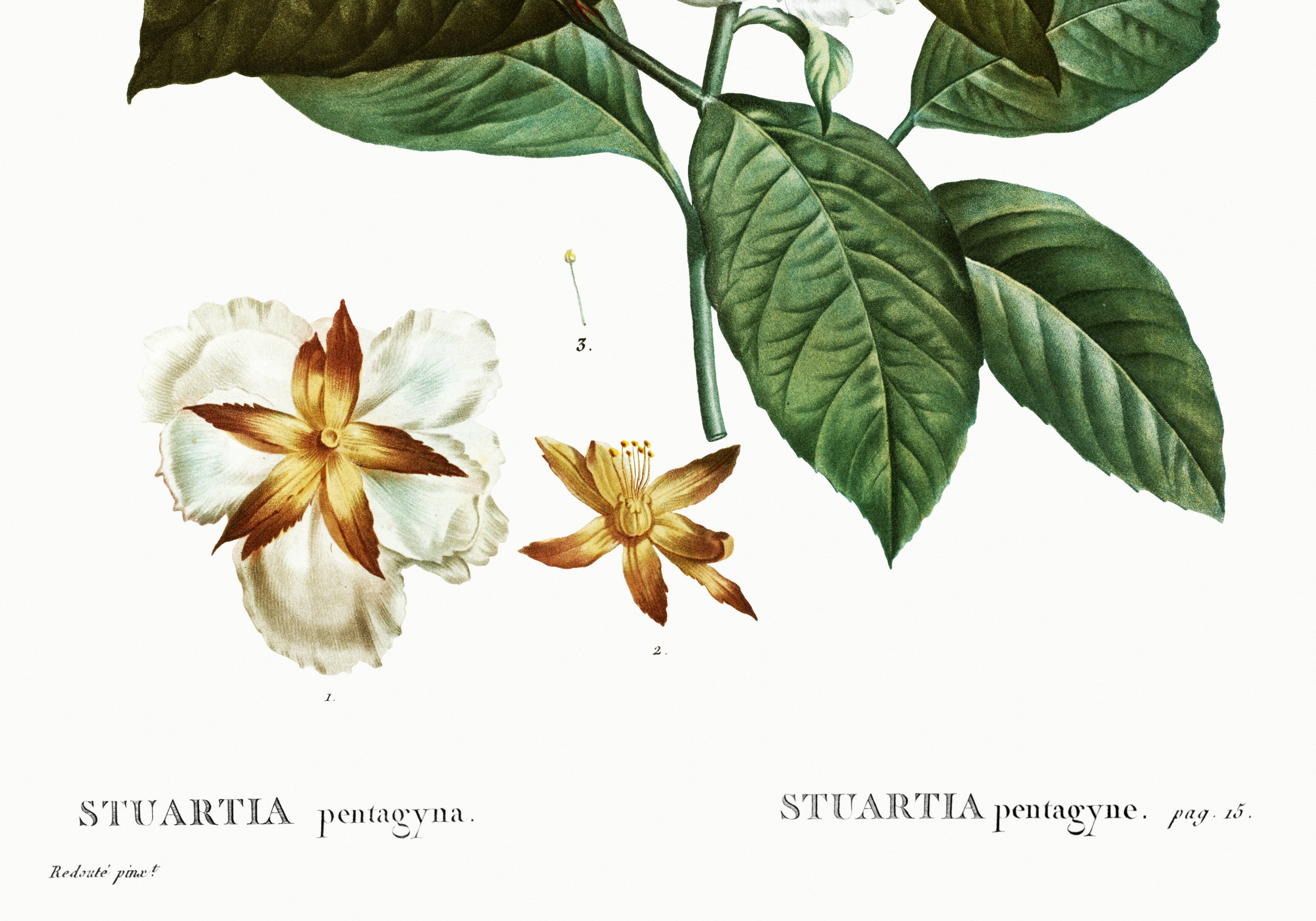 Botanical poster on Stuartia, after an engraving from 1802.