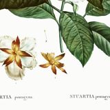 Botanical poster on Stuartia, after an engraving from 1802.