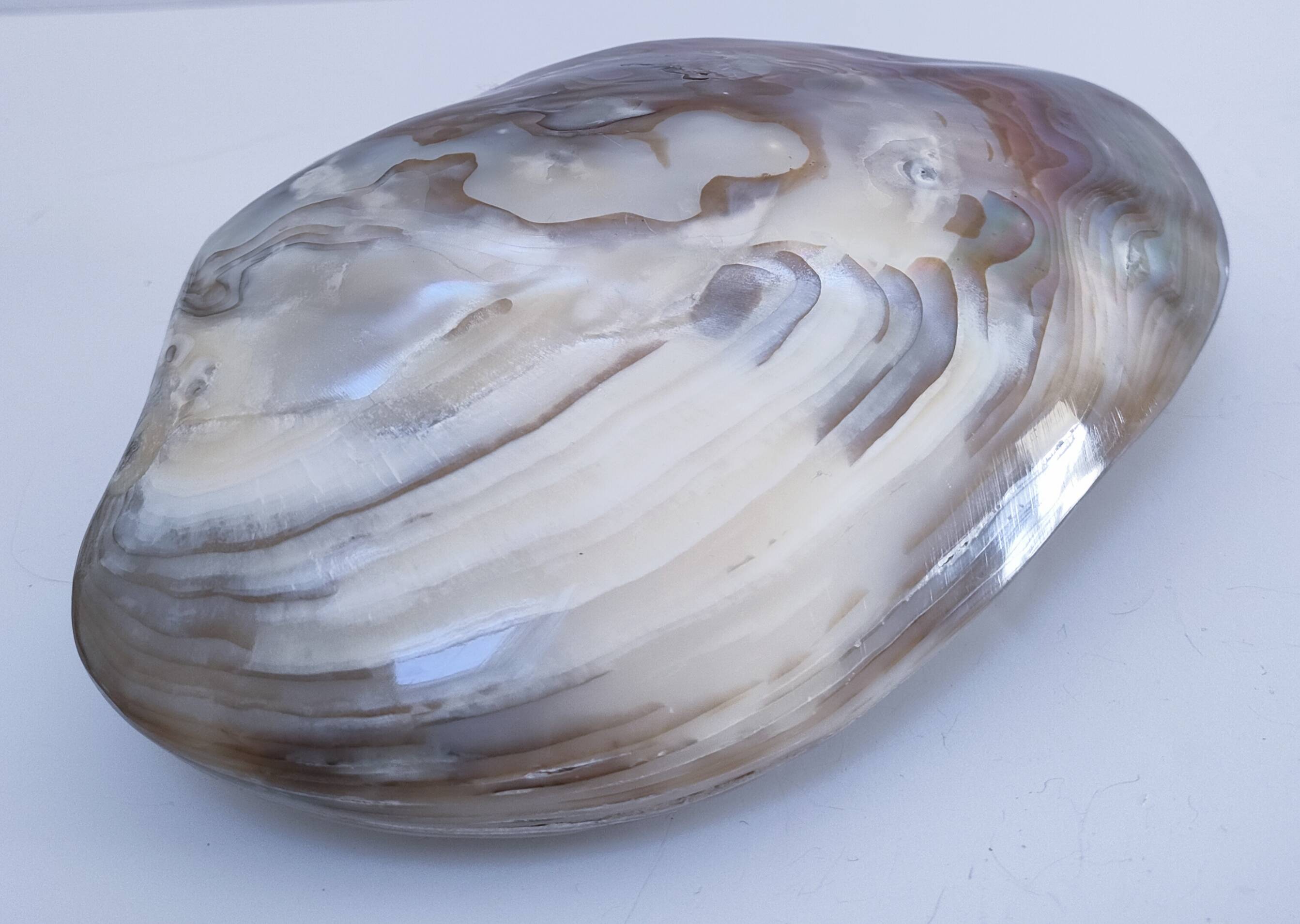 deux coquillages nacrés taille XL