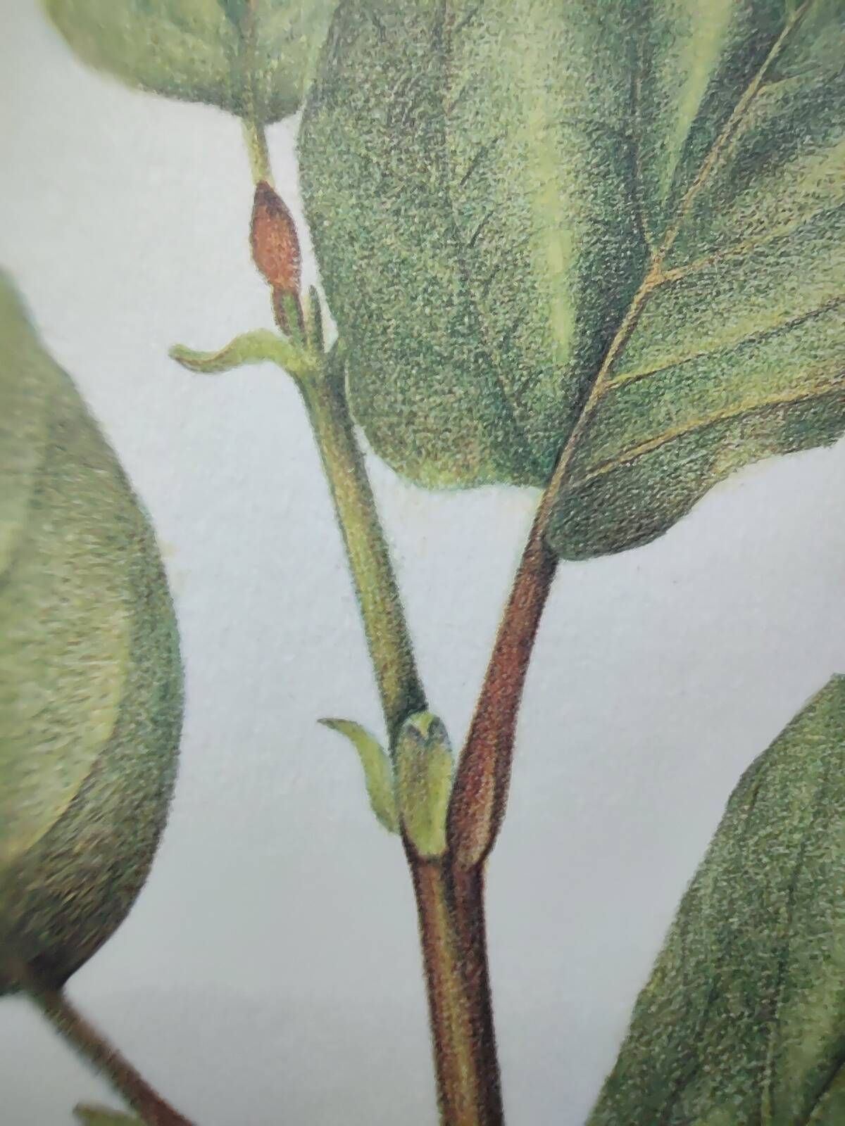 Botanical illustration - Witch hazel - Engraving of medicinal plants. Pastels by C. Michaut