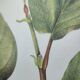Botanical illustration - Witch hazel - Engraving of medicinal plants. Pastels by C. Michaut