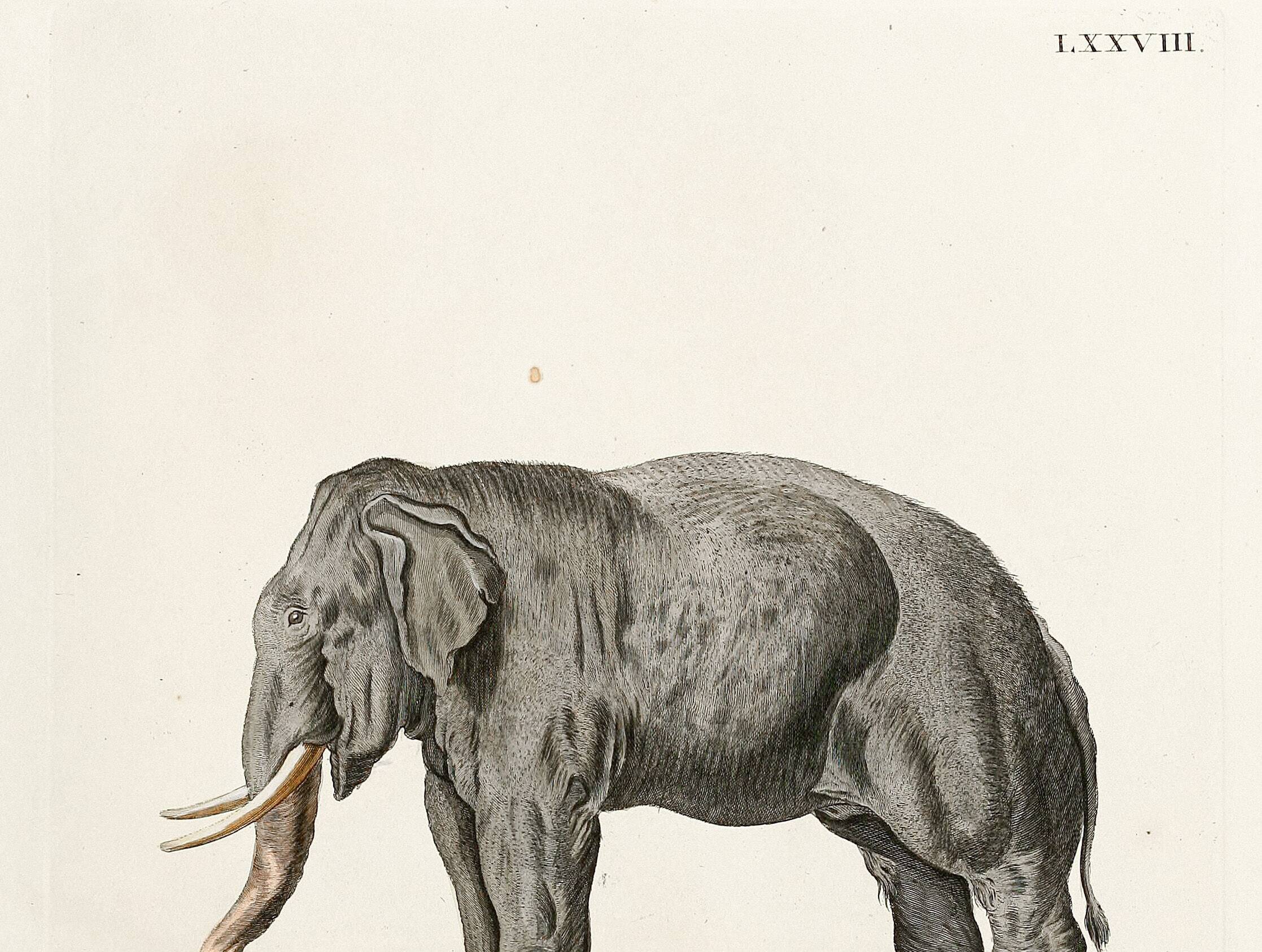 Poster featuring an "Asian Elephant", based on an old engraving from 1774