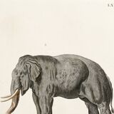 Poster featuring an "Asian Elephant", based on an old engraving from 1774