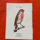 Botanical engraving birds double sided naturalist board