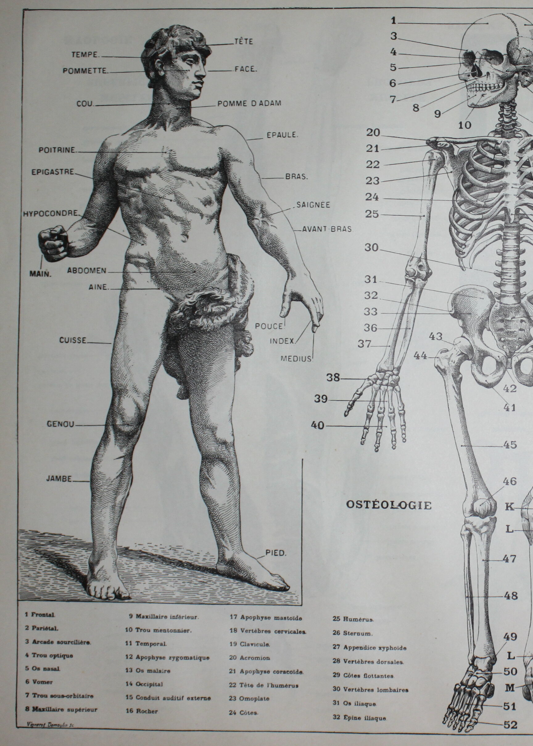 Engraving • Human anatomy, medicine • Original lithograph from 1898