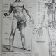 Engraving • Human anatomy, medicine • Original lithograph from 1898