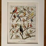 Lithograph on aviary birds - 1920