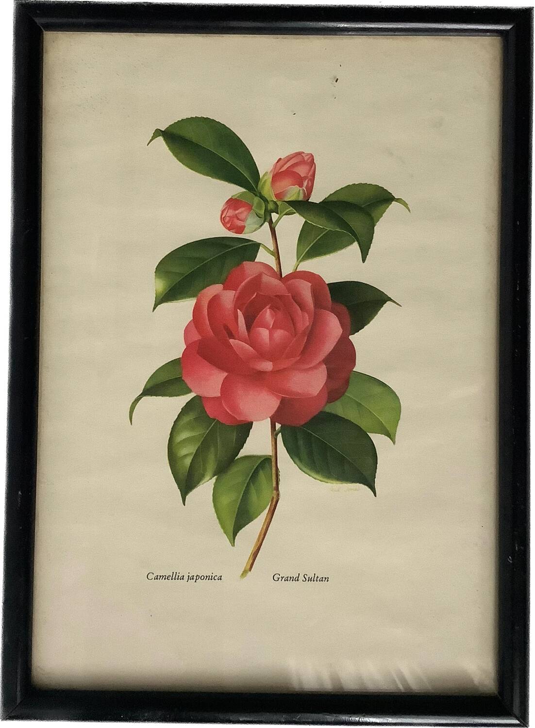Vintage Japanese camellia frame