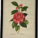 Vintage Japanese camellia frame