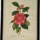 Vintage Japanese camellia frame