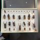 Boîte entomologie vitrine insectes