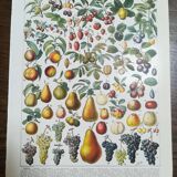Lot de deux lithographies sur les fruits et le verger de 1928