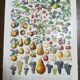 Set of two lithographs on fruits and the orchard from 1928