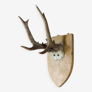 Vintage deer hunting trophy massacre on light varnished wooden shield
